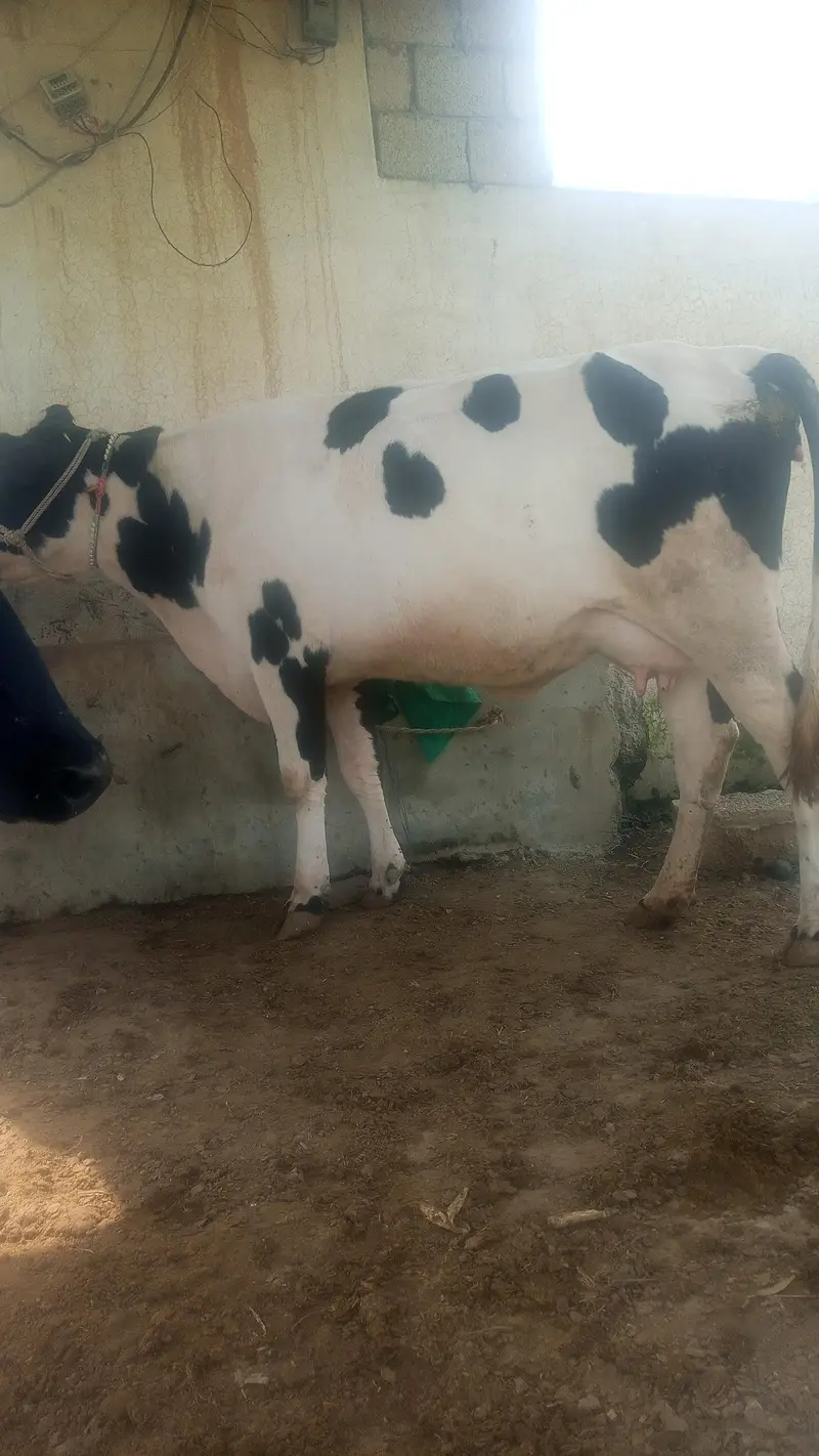 cow bahut khubsurat hai acchi nasl ki hai — photo 3
