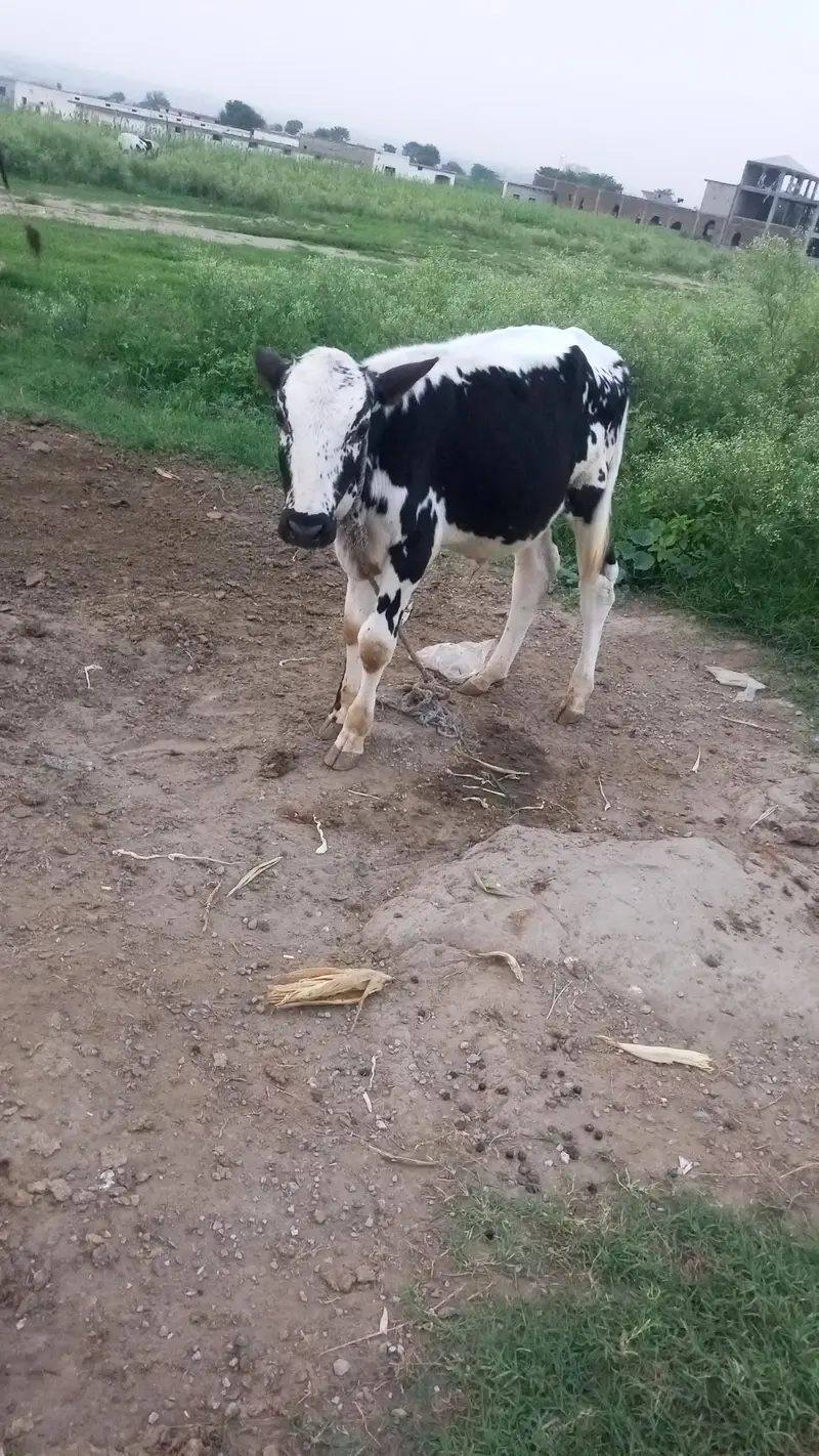 cow bahut khubsurat hai acchi nasl ki hai — photo 4