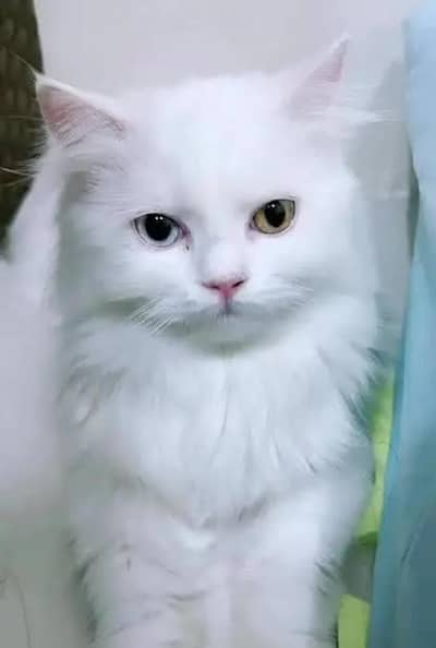 Healthy and active Female odd eyes for sale