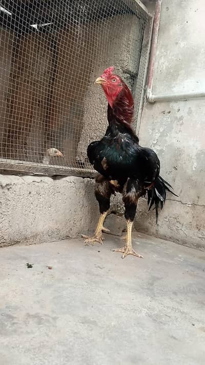 aseel miawali breeder