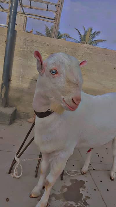 teddi gulabi white eyes