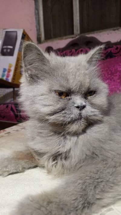 Persian cat for sale