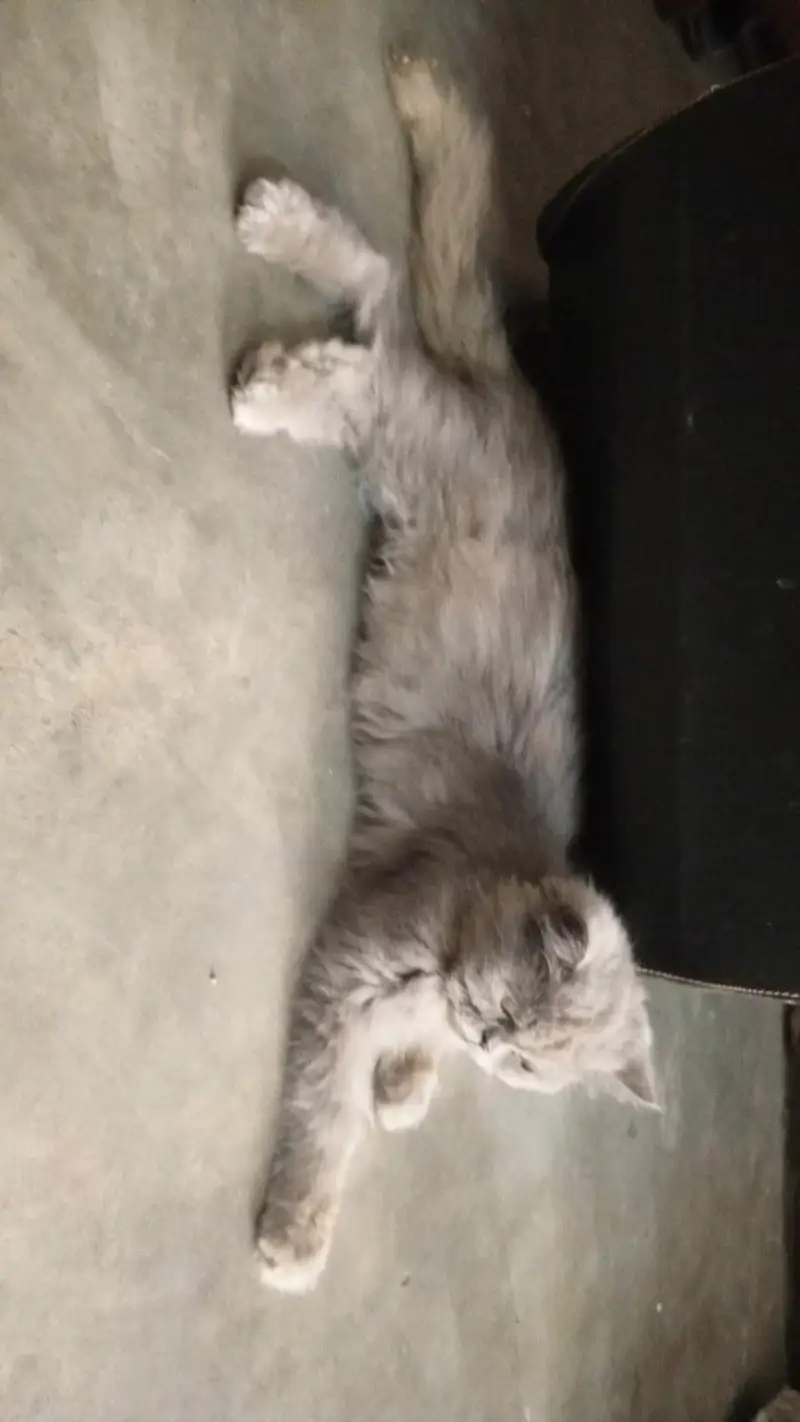 Persian cat for sale — photo 2