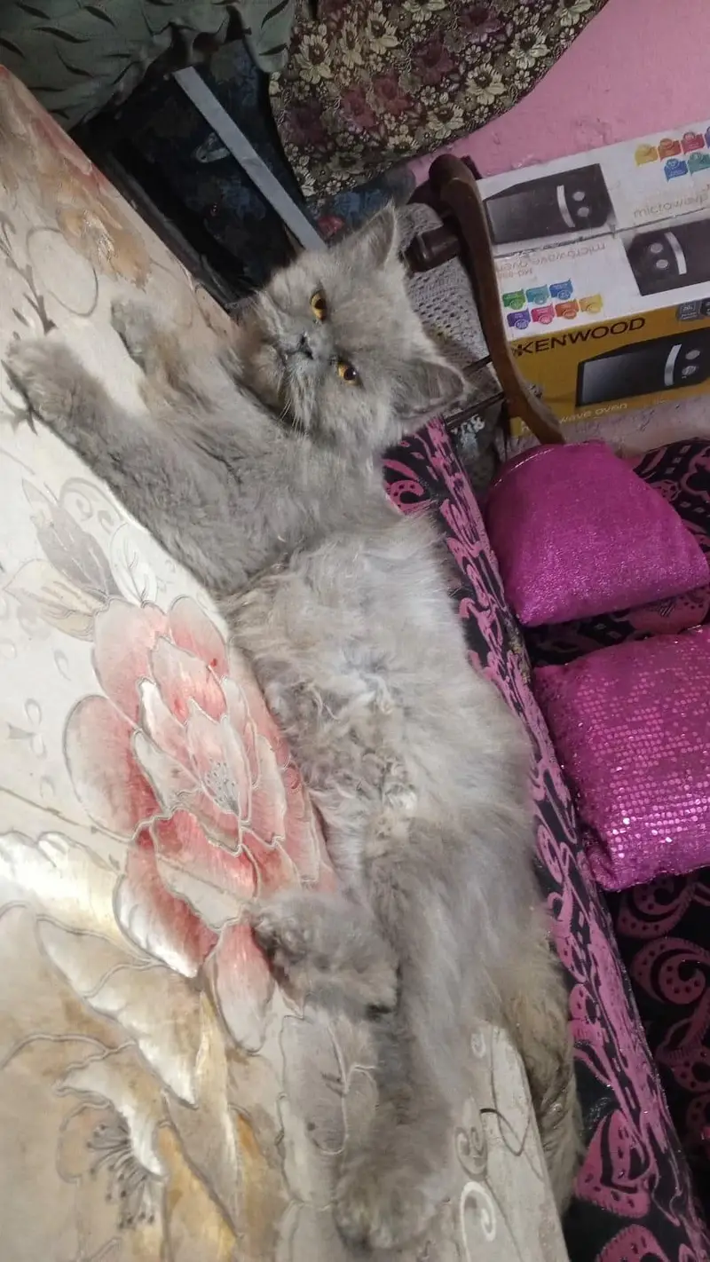 Persian cat for sale — photo 3