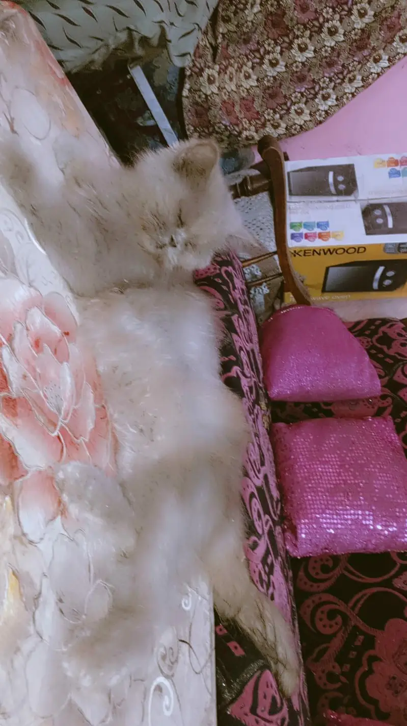 Persian cat for sale — photo 4