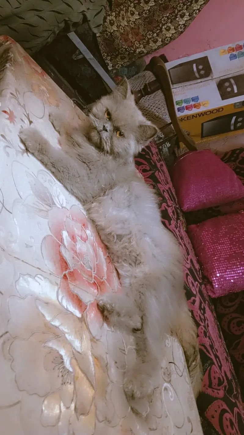Persian cat for sale — photo 5