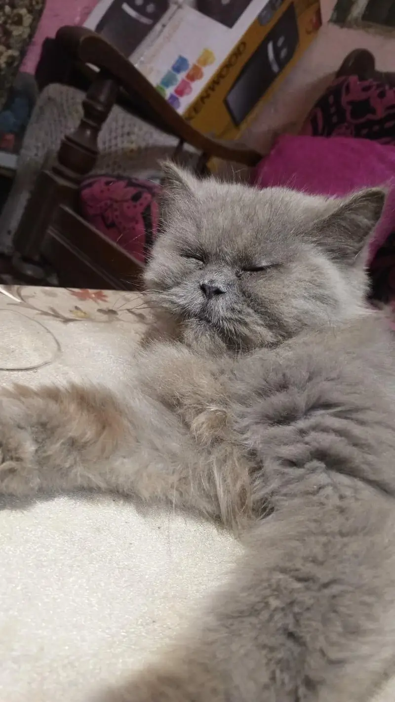 Persian cat for sale — photo 6