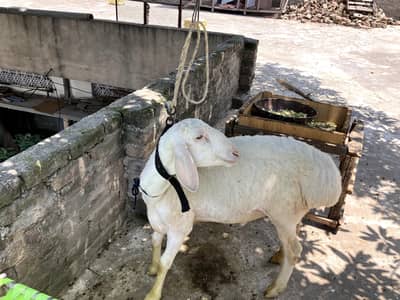 Fatehjnagi dumba for sale