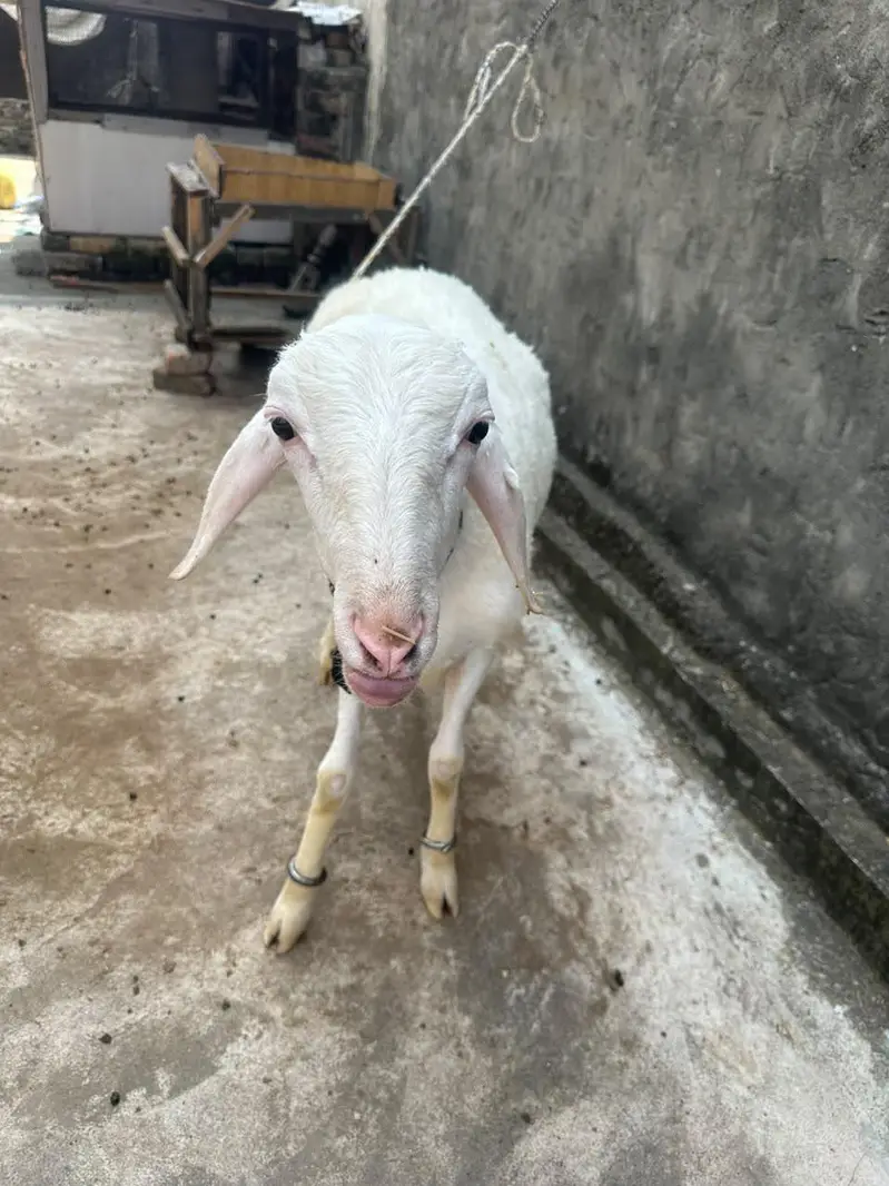 Fatehjnagi dumba for sale — photo 2