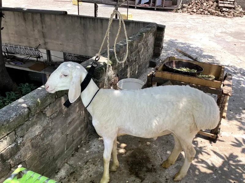 Fatehjnagi dumba for sale — photo 3