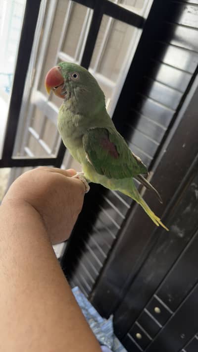 Hand Tamed Talkative Female Raw Parrot ( Alexandrine Parakeet )