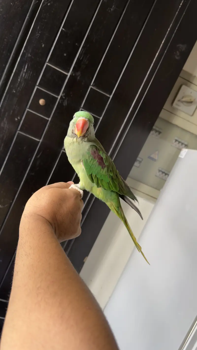 Hand Tamed Talkative Female Raw Parrot ( Alexandrine Parakeet ) — photo 2