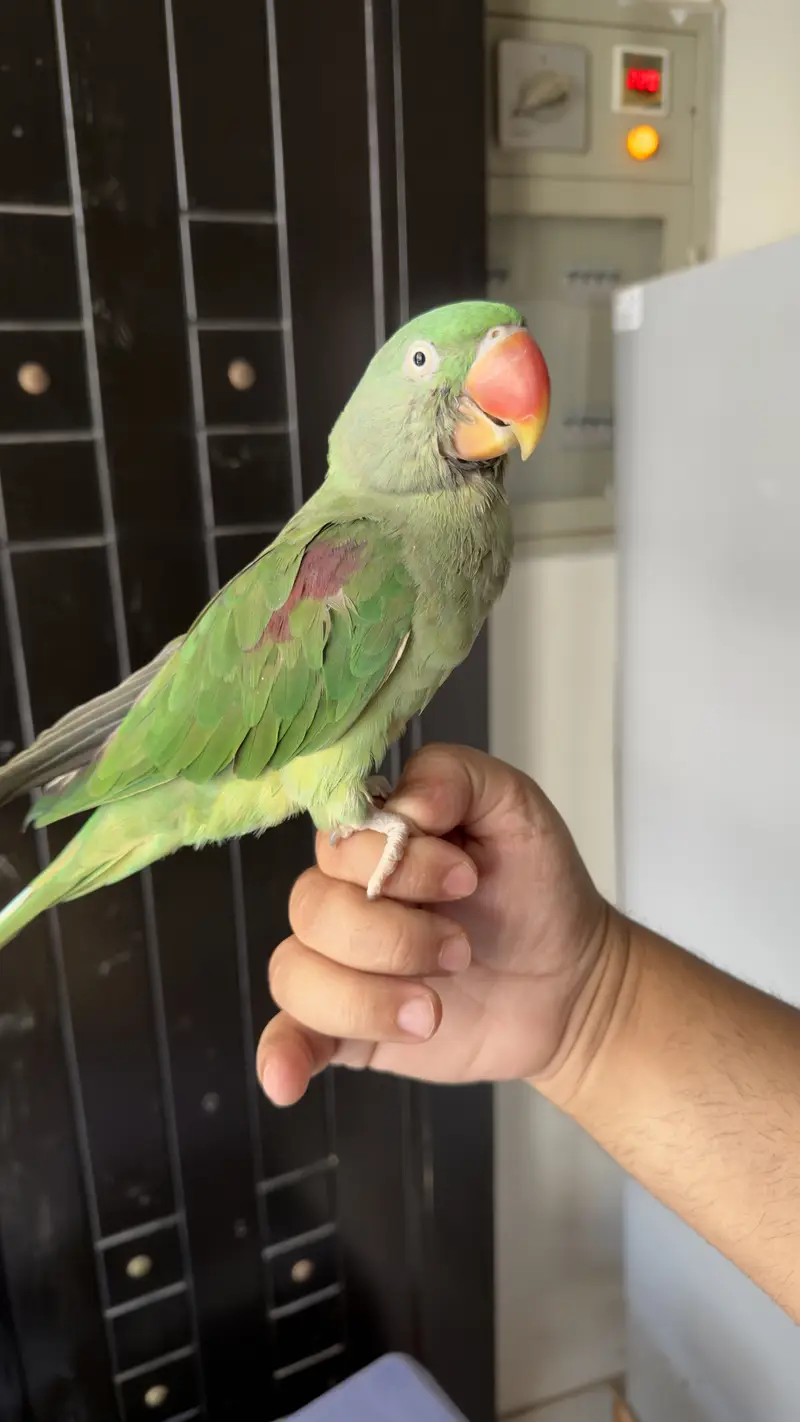 Hand Tamed Talkative Female Raw Parrot ( Alexandrine Parakeet ) — photo 3