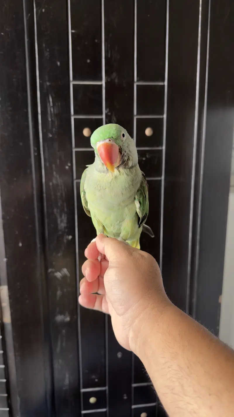 Hand Tamed Talkative Female Raw Parrot ( Alexandrine Parakeet ) — photo 4