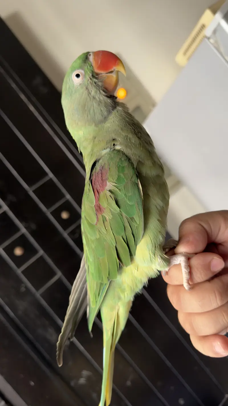 Hand Tamed Talkative Female Raw Parrot ( Alexandrine Parakeet ) — photo 5