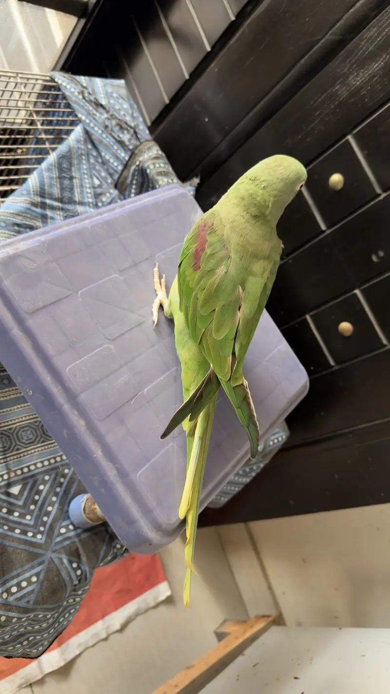 Hand Tamed Talkative Female Raw Parrot ( Alexandrine Parakeet ) — photo 6