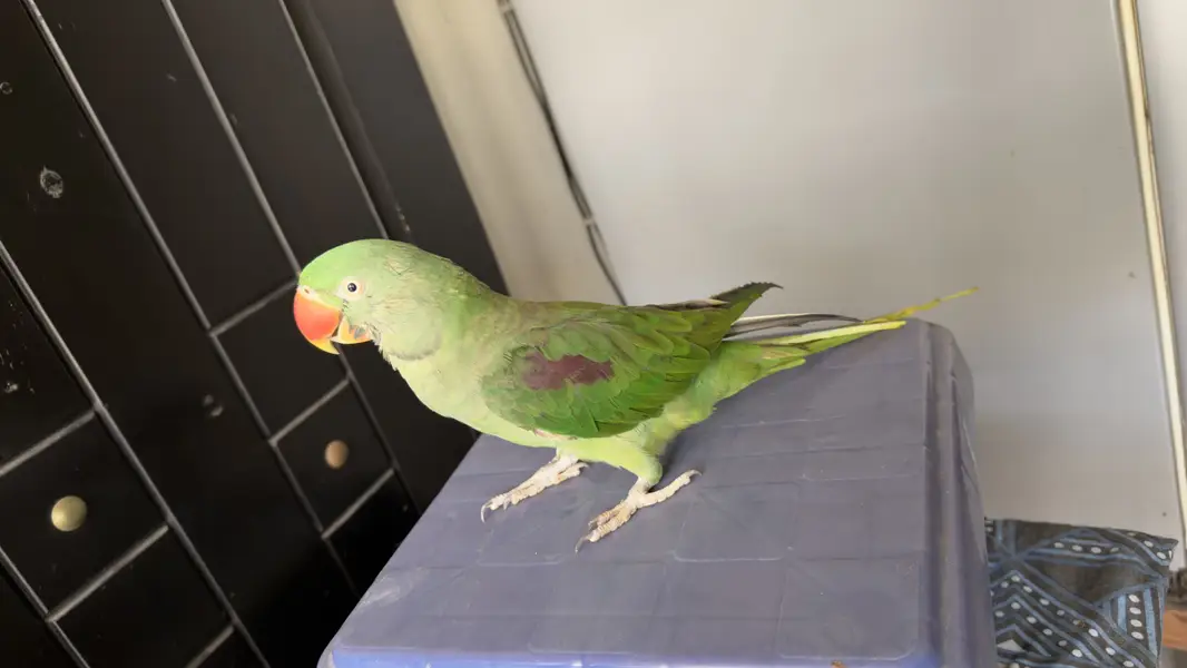 Hand Tamed Talkative Female Raw Parrot ( Alexandrine Parakeet ) — photo 7