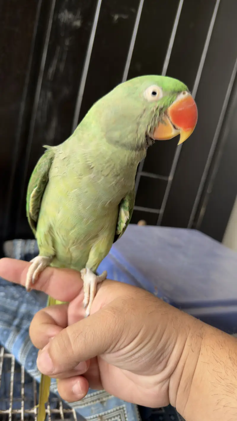 Hand Tamed Talkative Female Raw Parrot ( Alexandrine Parakeet ) — photo 8