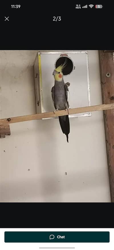Cocktail Breeder Pair Eggs bi diya ha