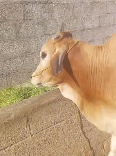 Bull for sale
