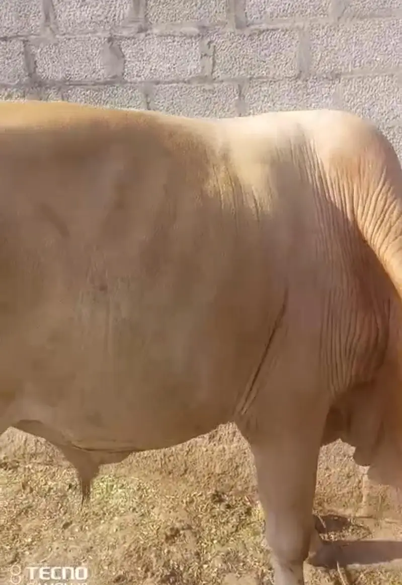 Bull for sale — photo 2