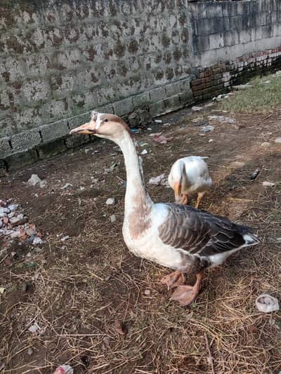 long nick duck