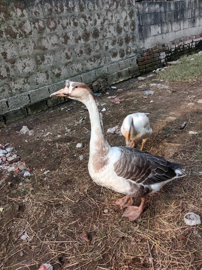 long nick duck 0