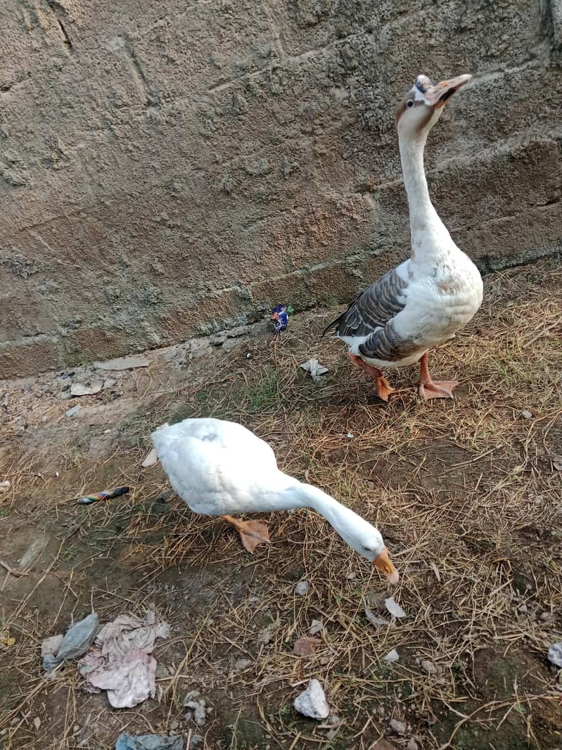 long nick duck 1