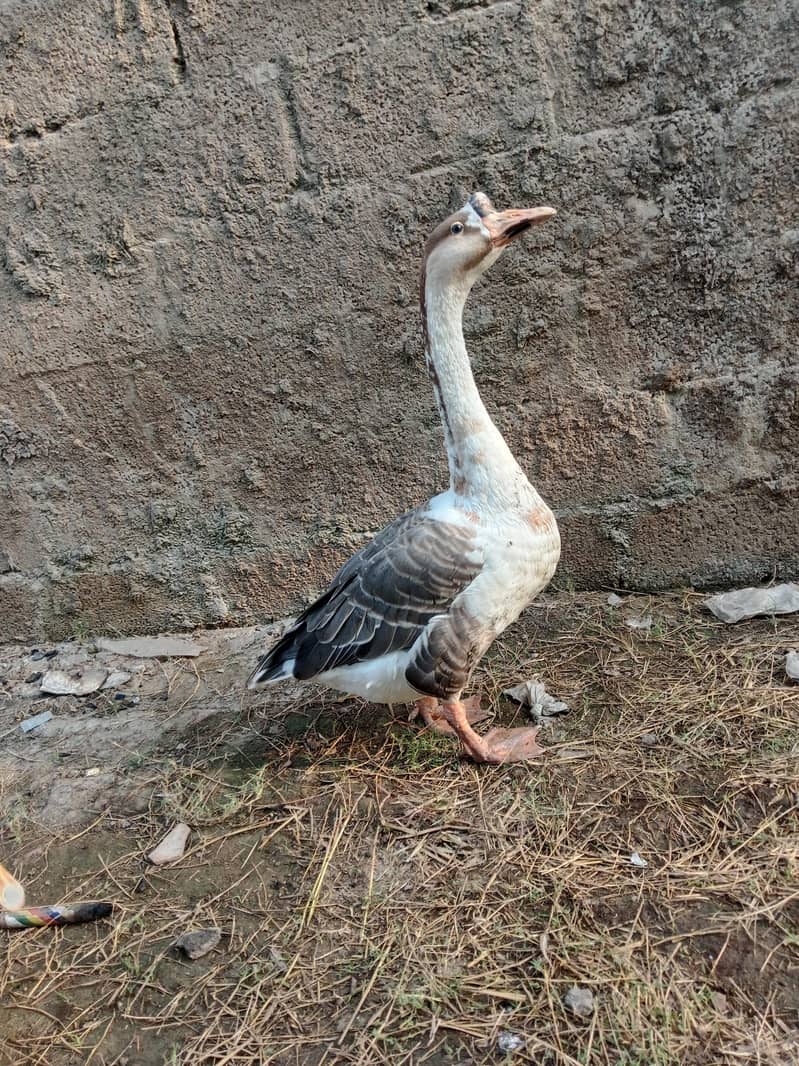 long nick duck 2