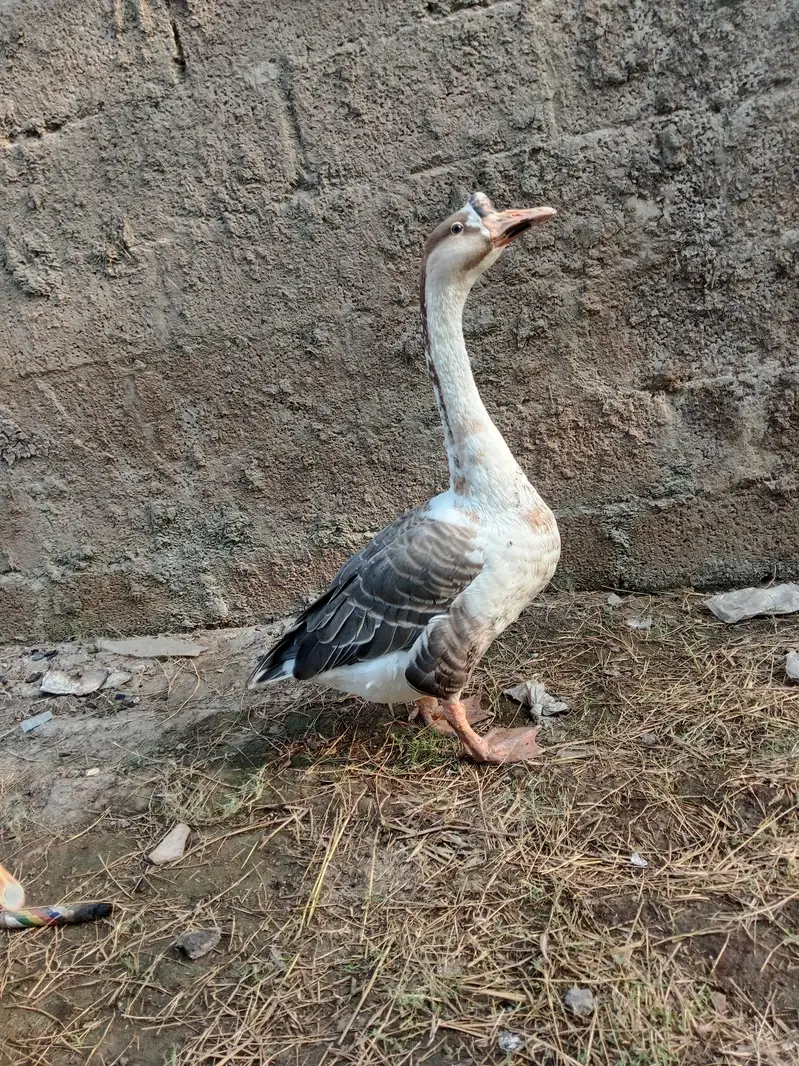 long nick duck — photo 3