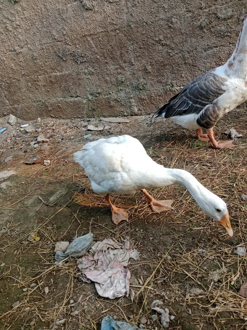 long nick duck — photo 4