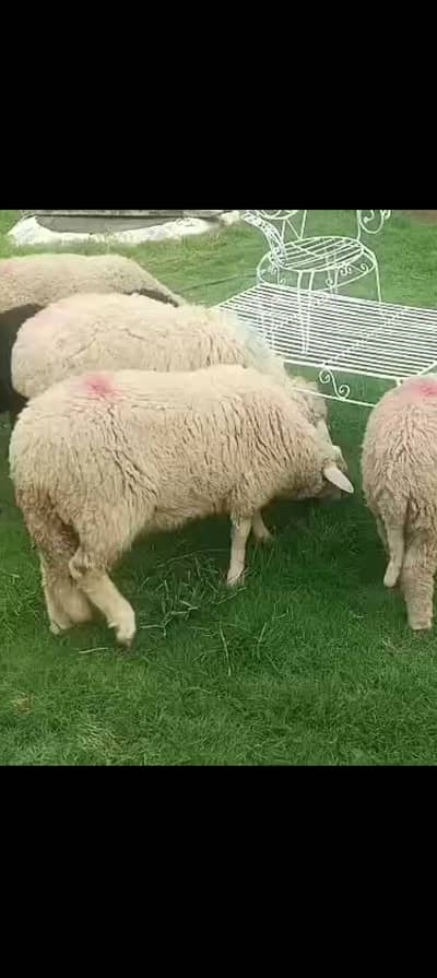 6 Male sheep's are available on reasonable price at 2.45 k