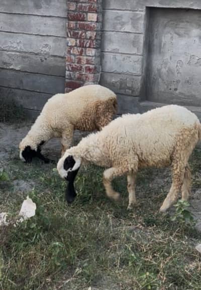 Desi chatra  | Sheep | Goat | Bakra | Chatra | Kheera bacha