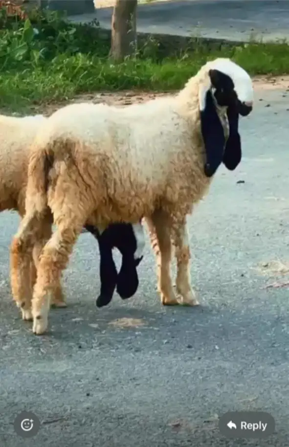 Desi chatra  | Sheep | Goat | Bakra | Chatra | Kheera bacha — photo 3