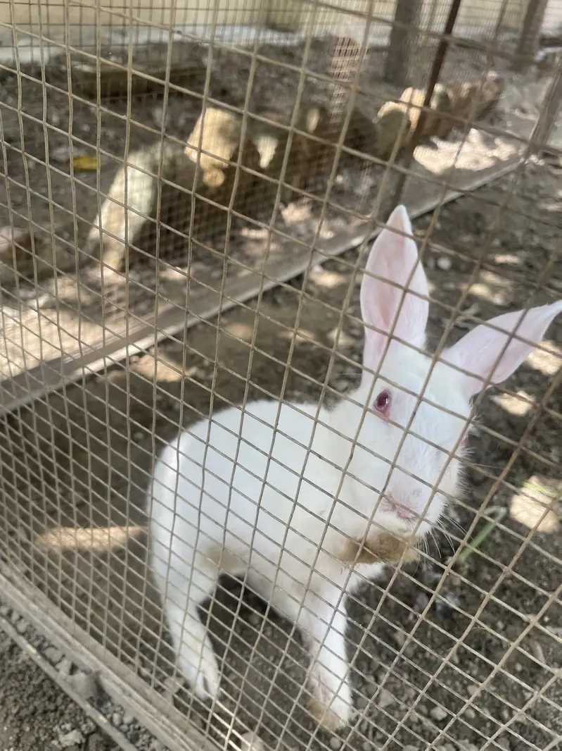 Rabbit for sale ha white colour red eye male han abhe bacha han