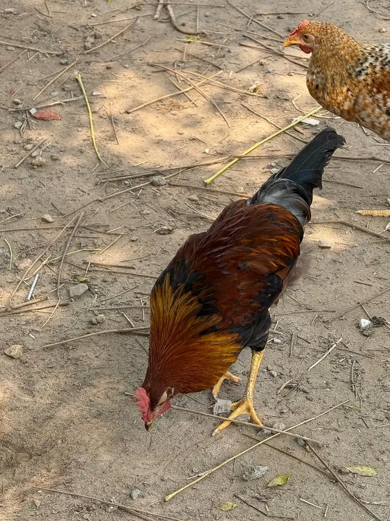 12 so kg rate fresh janwer 03039938730 — photo 2