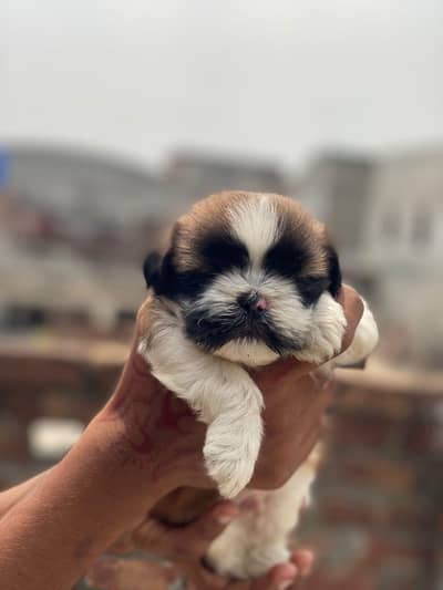 Shihtzu | Golden retriever | Siberian husky | wolly caot | shihtzu dog