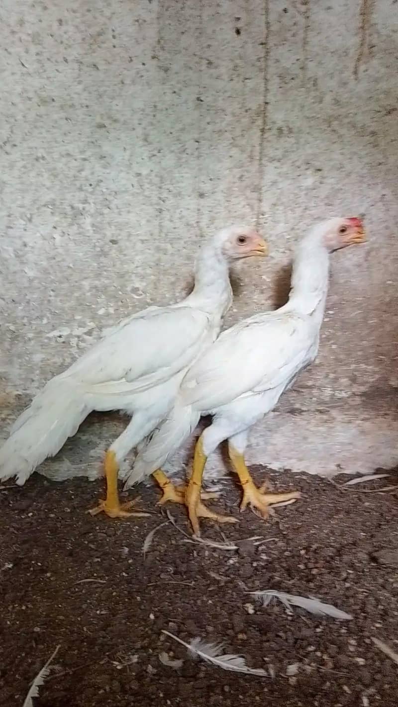 parrotbeak 2