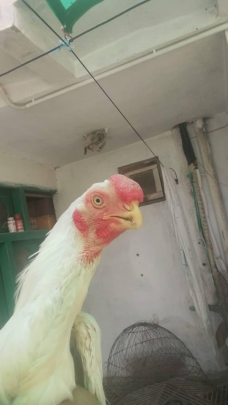 parrotbeak 3