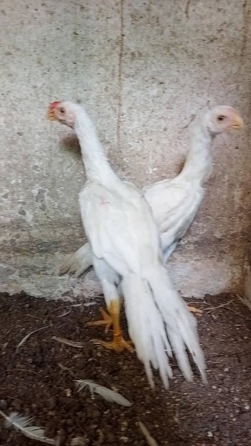 parrotbeak 4