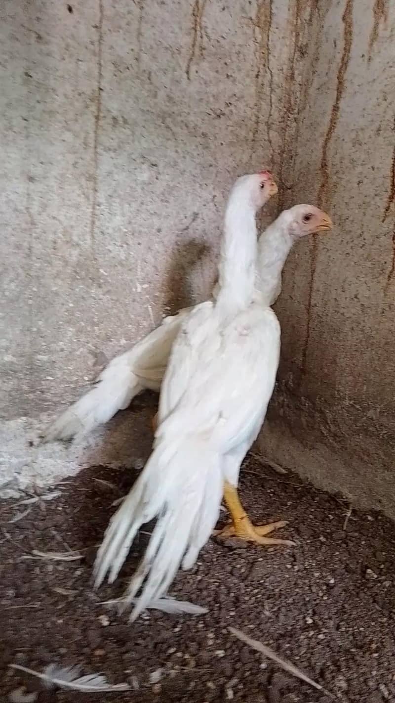 parrotbeak 5