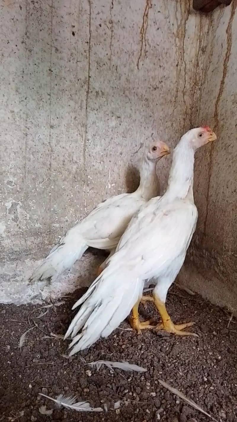parrotbeak 6