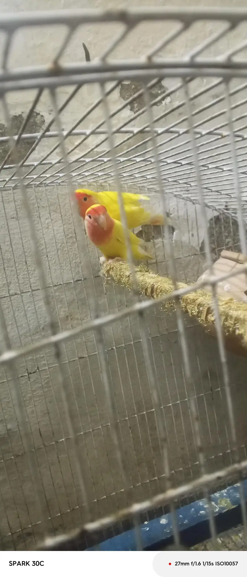 love birds couple — photo 4