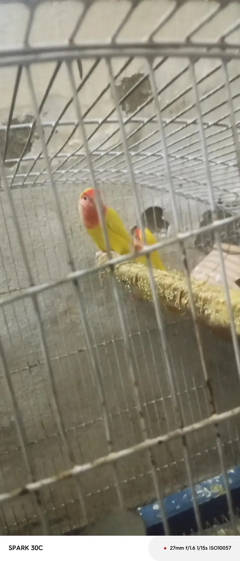 love birds couple — photo 5