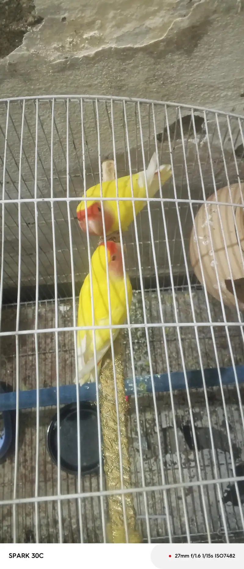 love birds couple — photo 6
