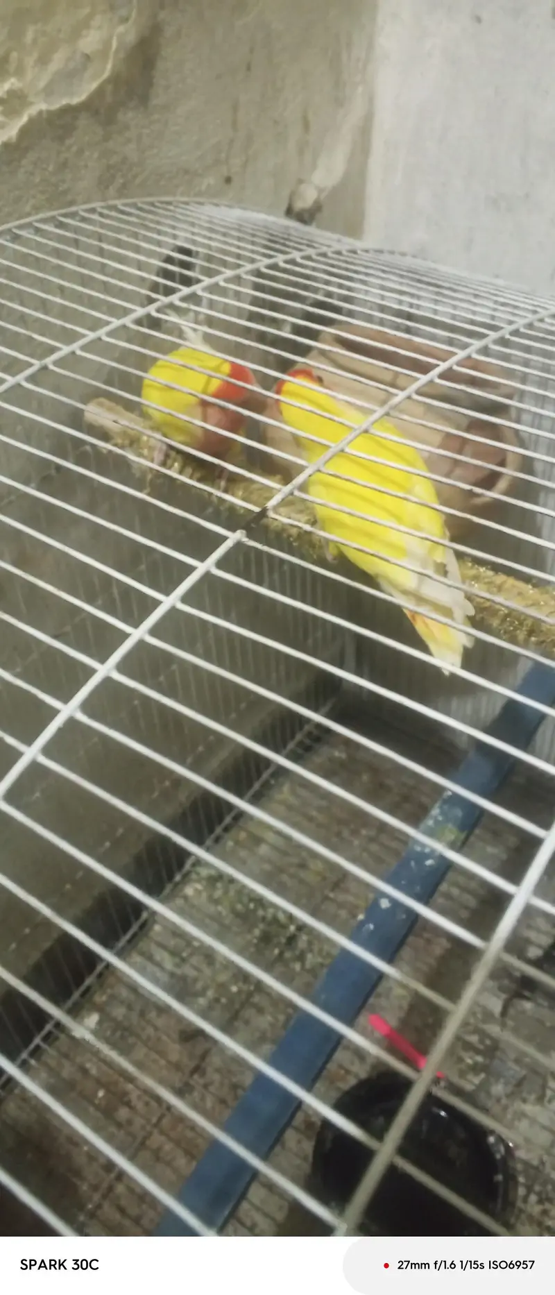love birds couple — photo 7