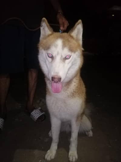 Siberain husky puppy | Golden restriver | shihtzu puppies | dog