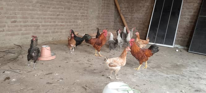 12 add desi murgi for sale