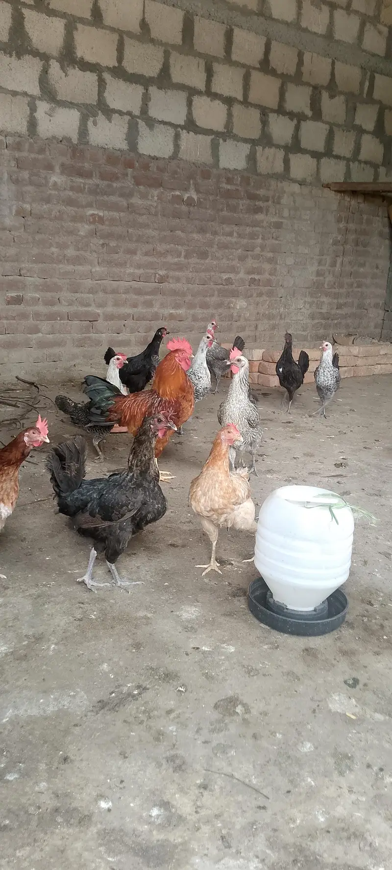12 add desi murgi for sale — photo 4