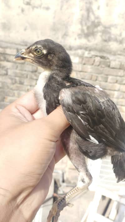 Lasani Aseel Mianwali bloodline | Breeders and chicks for sale